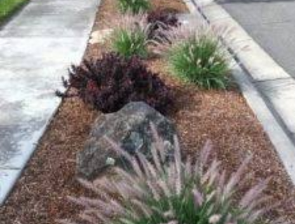  native grasses on a median 