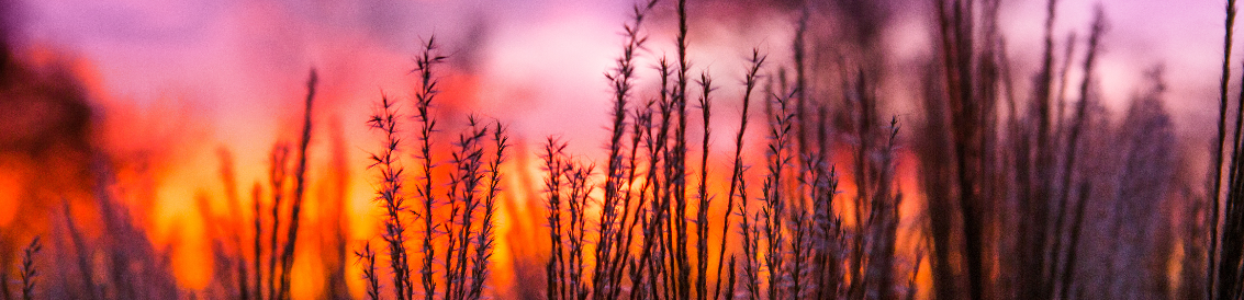 A prairie crop at sunset