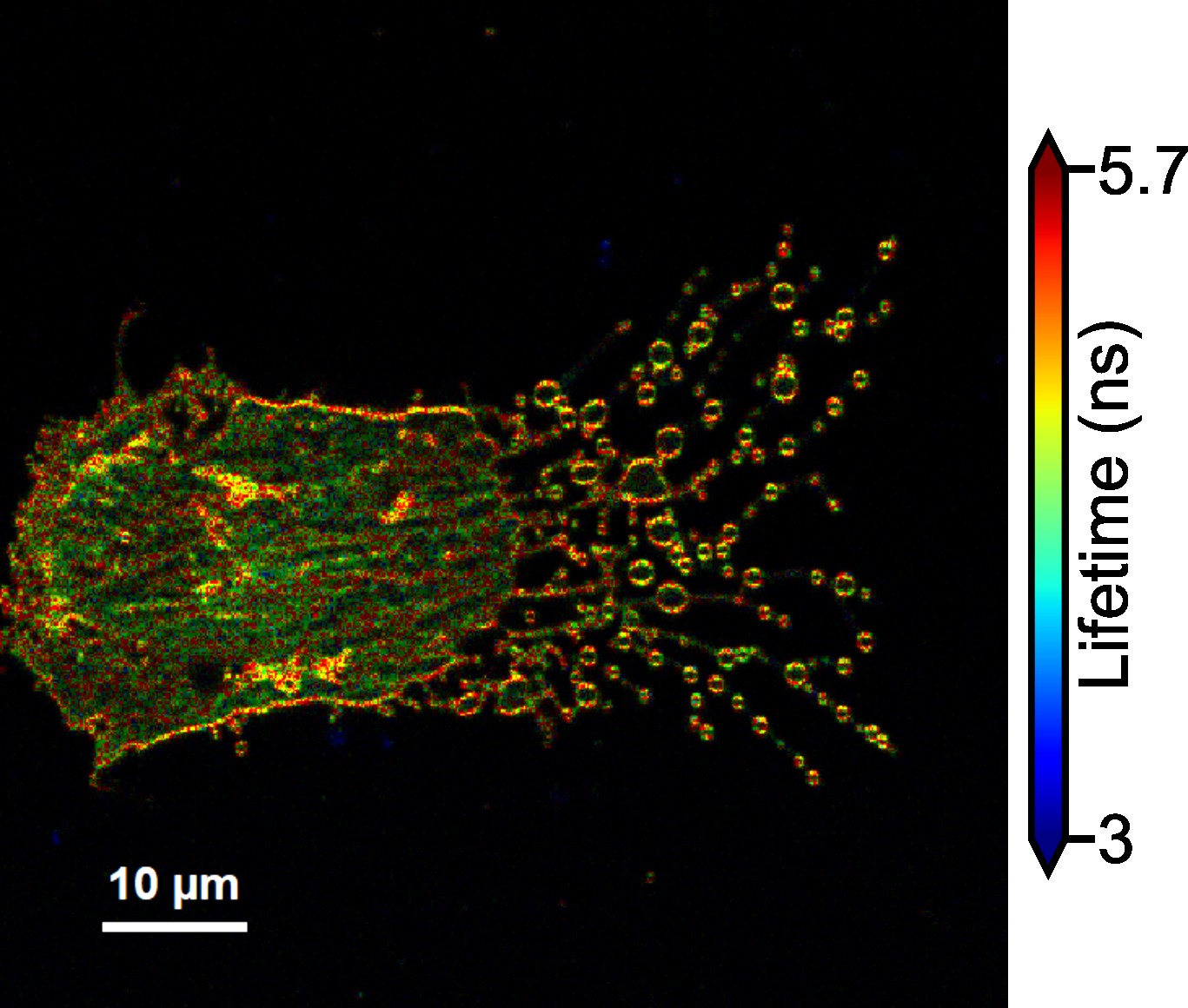 A Trail of Migrasomes