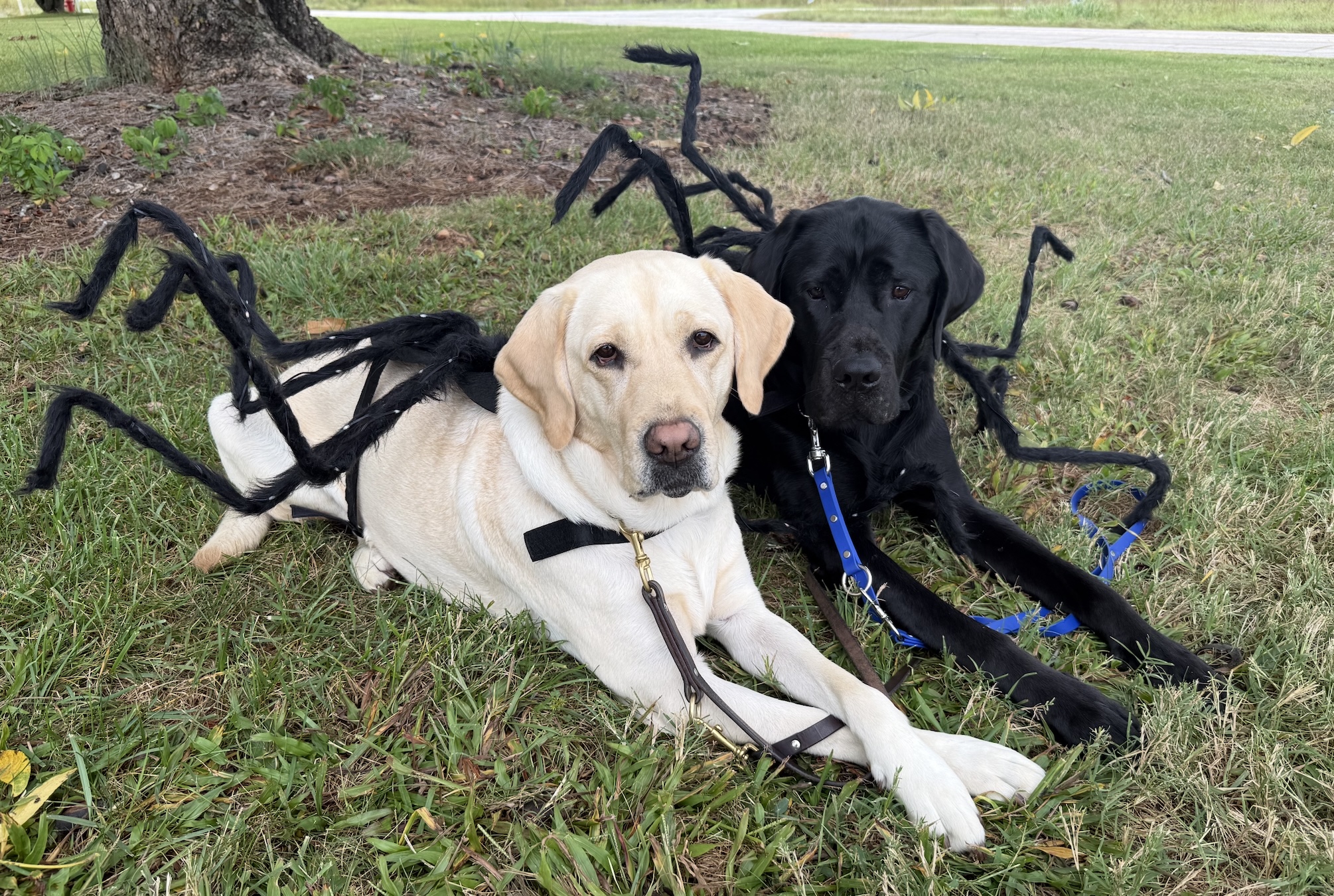 Female yellow lab Dream and male black lab Blackjack lay side by side in the grass and wear matching spider costumes.