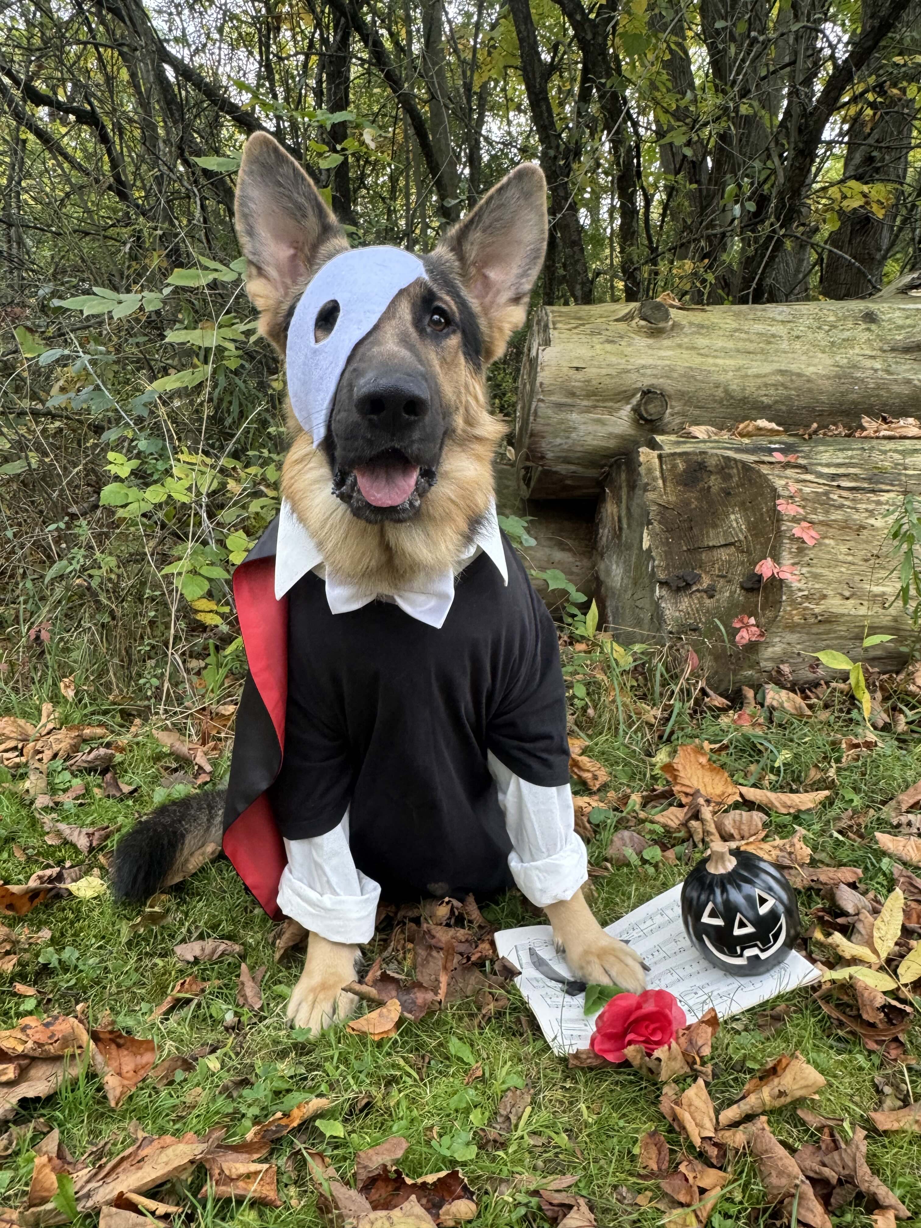 Male black and tan German Shepherd Phantom sits in the leaves and wears a black shirt and half of a white mask over his face as if he is &ldquo;Phantom of the Opera.&rdquo; At his feet is a piece of sheet music, a rose, and a black jack o&rsquo;lantern