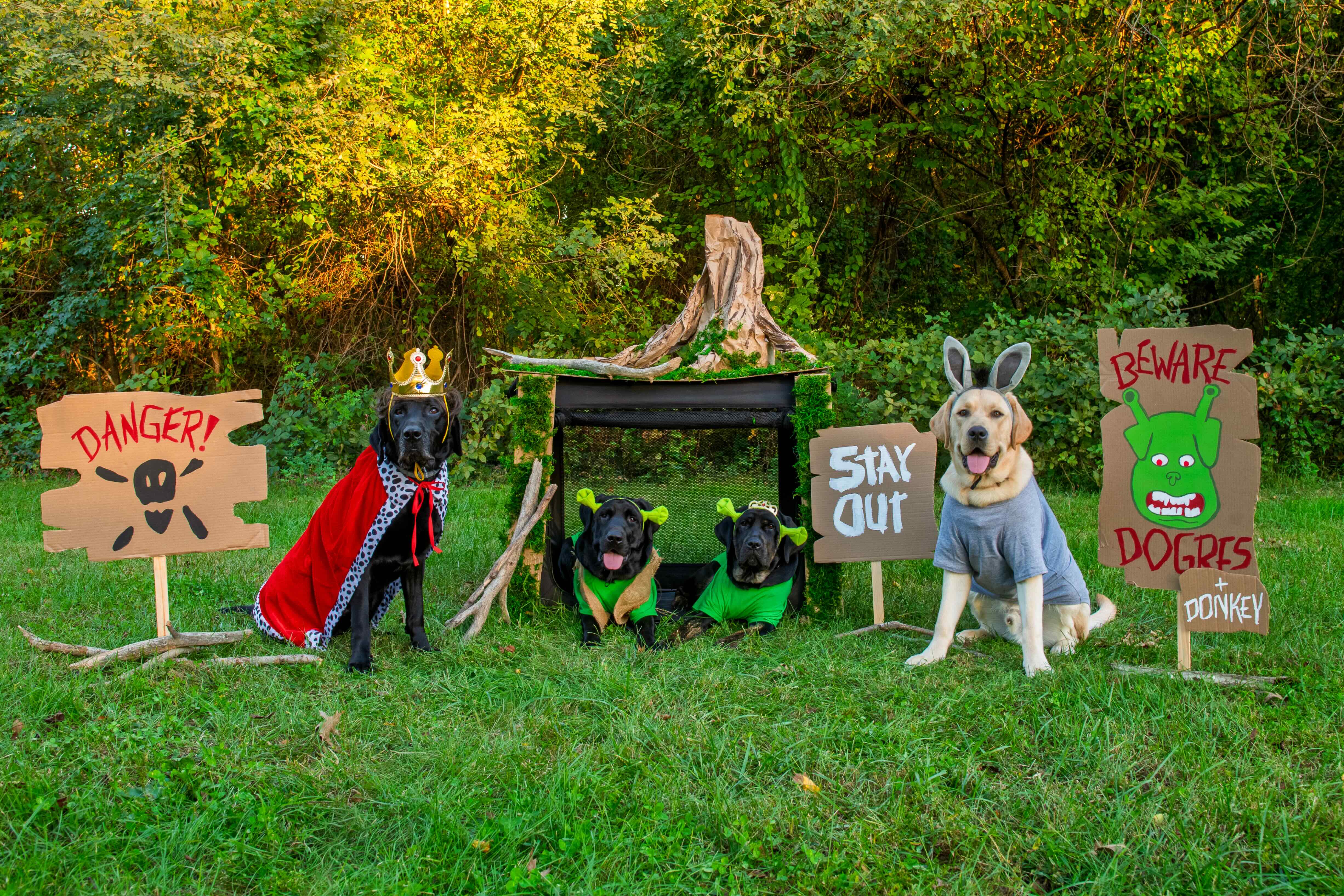 Male black lab Nils, female black lab Yazzy, Female brindle Lab Nutella, and male yellow lab Fintan are all posed in a grassy yard. Nils is dressed as Lord Farquad with a crown and red cape, Yazzy is dressed as Shrek, Nutella is dressed as Fiona, and Fintan is dressed as Donky. Various signs are displayed like in the Shrek movie, including a sign that says &ldquo;danger,&rdquo; one that says &ldquo;stay out,&rdquo; and another that says &ldquo;Beware Dogres + Donkey.&rdquo;