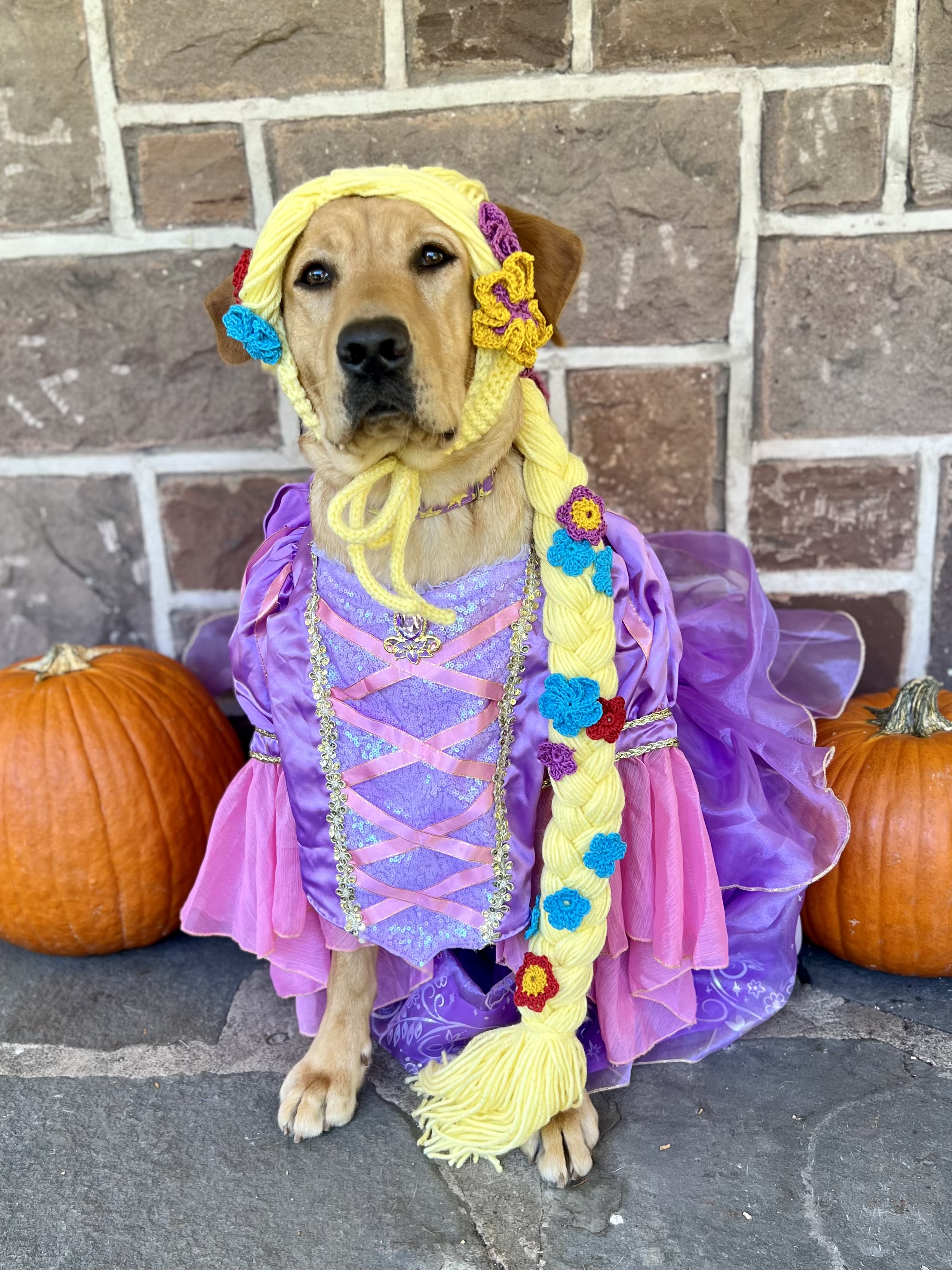 Female yellow lab Rapunzel sits in a purple and pink sparkly dress between two pumpkins with a long yellow yarn wig made to look like Rapunzel&rsquo;s infamous blonde locks from the movie Tangled. Colorful knit flowers are braided into the wig as in the movie.