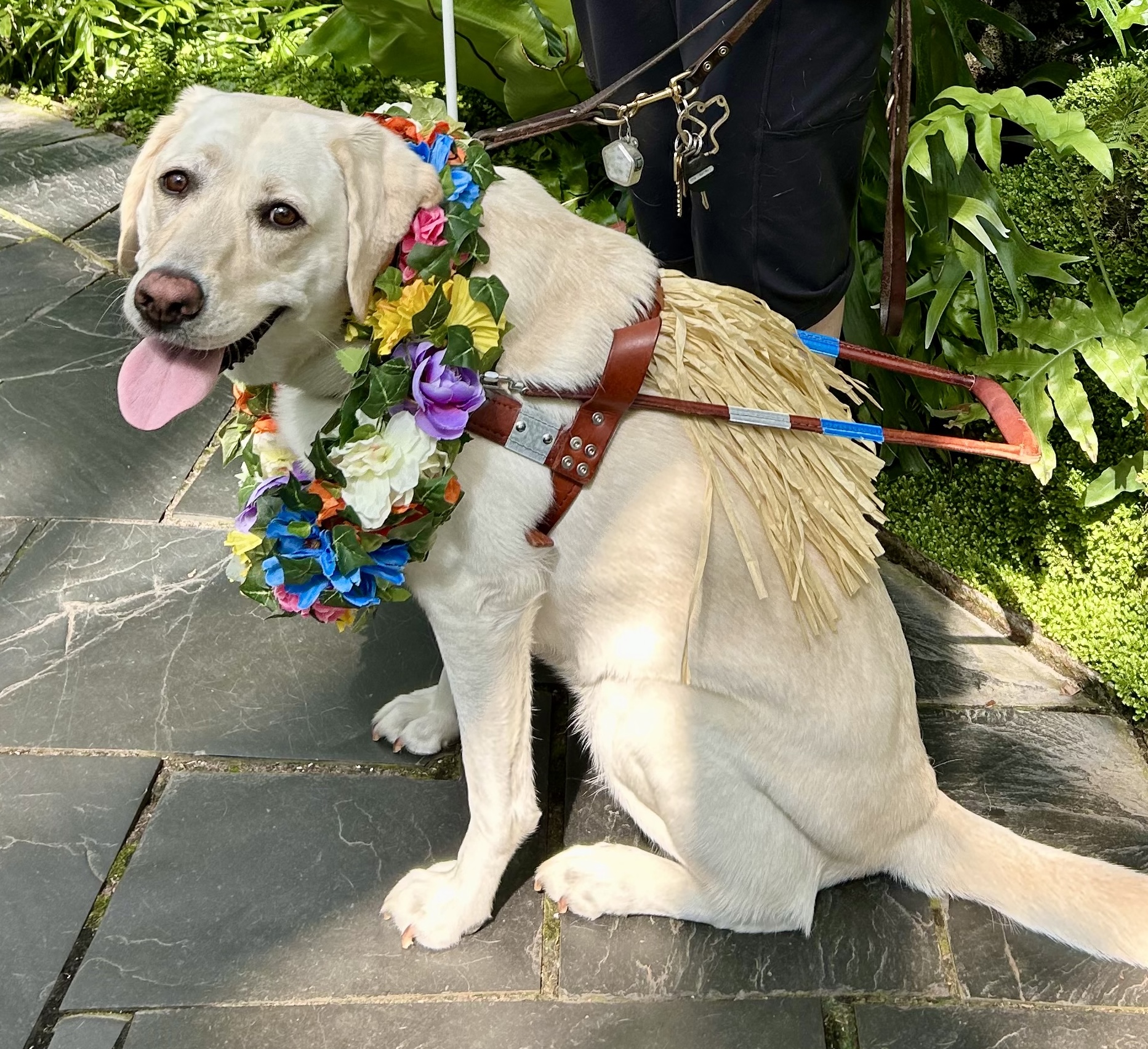 Female yellow lab Asante wears a Hawaiian skirt tucked into her leather guide harness and a tropical necklace