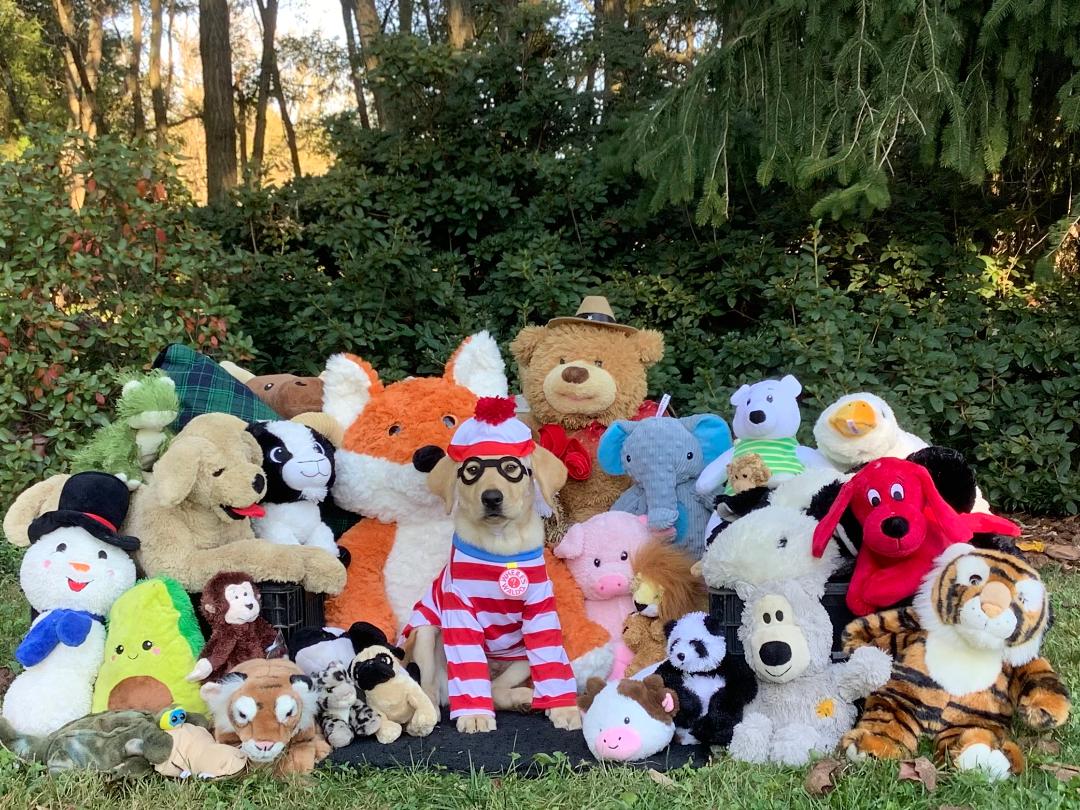 Male yellow lab puppy Waldo sits in the grass surrounded by several stuffed animals. He is nestled in the middle of all of the stuffed animals wearing a red and white striped shirt and a red and white hat as if he is the character &ldquo;Waldo&rdquo; in &ldquo;Where&rsquo;s Waldo?&rdquo;