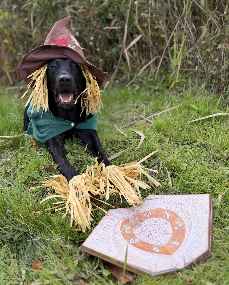 Male black lab Fiyero lays down in the grass at a farm and wears a green sweater with gold buttons. He wears a scarecrow hat and straw peeks out from the rim. At his feet is the Grimmerie book from the Wicked movie.