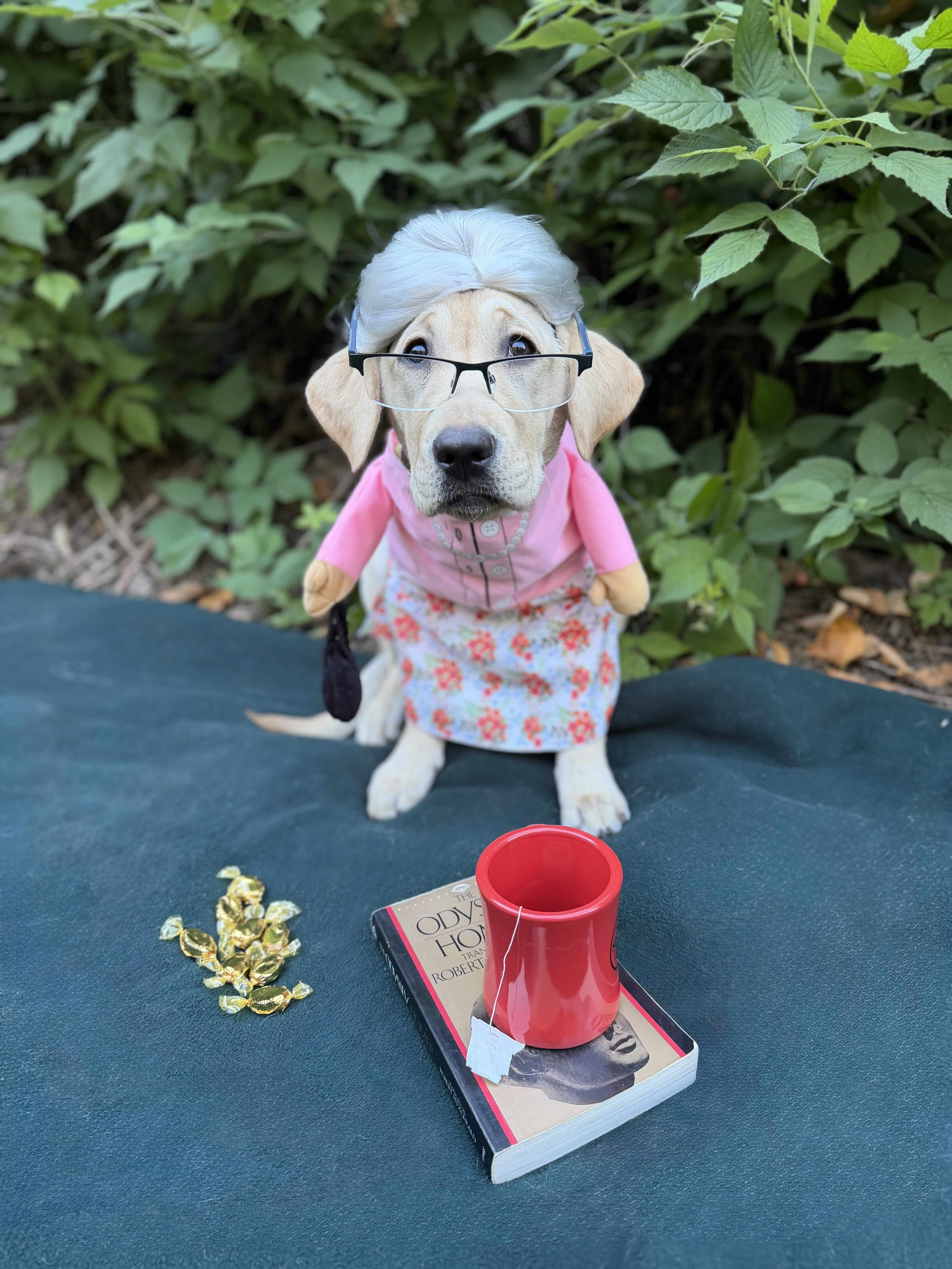 Female yellow lab puppy Gertrude wears an old lady dress with glasses and a grey wig. A mug with a tea bag is positioned in front of her on a closed book and a handful of caramels next to them.