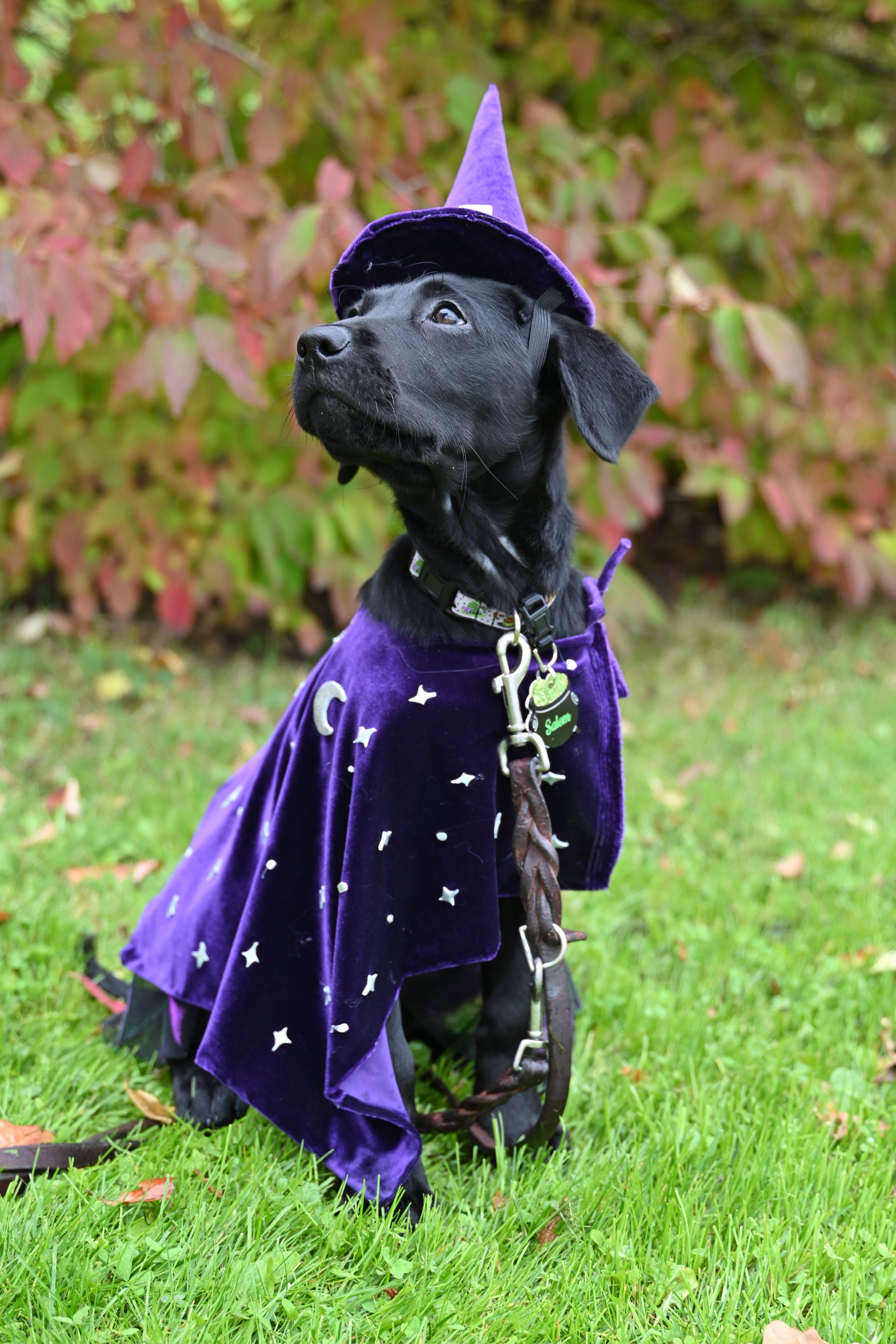 Female black lab puppy Salem sits in a grassy yard and looks off camera majestically. She wears a velvety cape with stars and a moon on it and a witch hat.