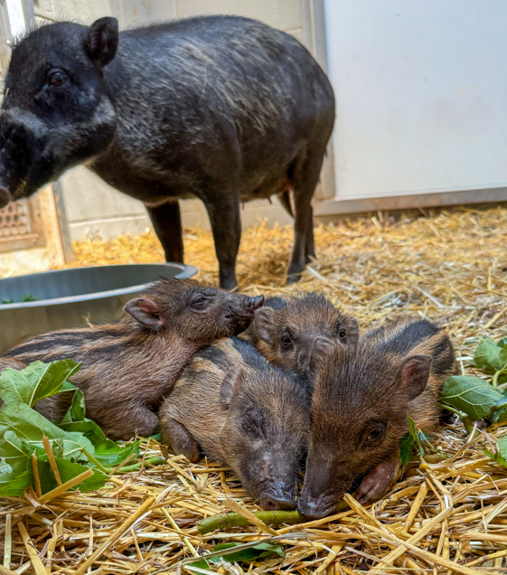 piggies