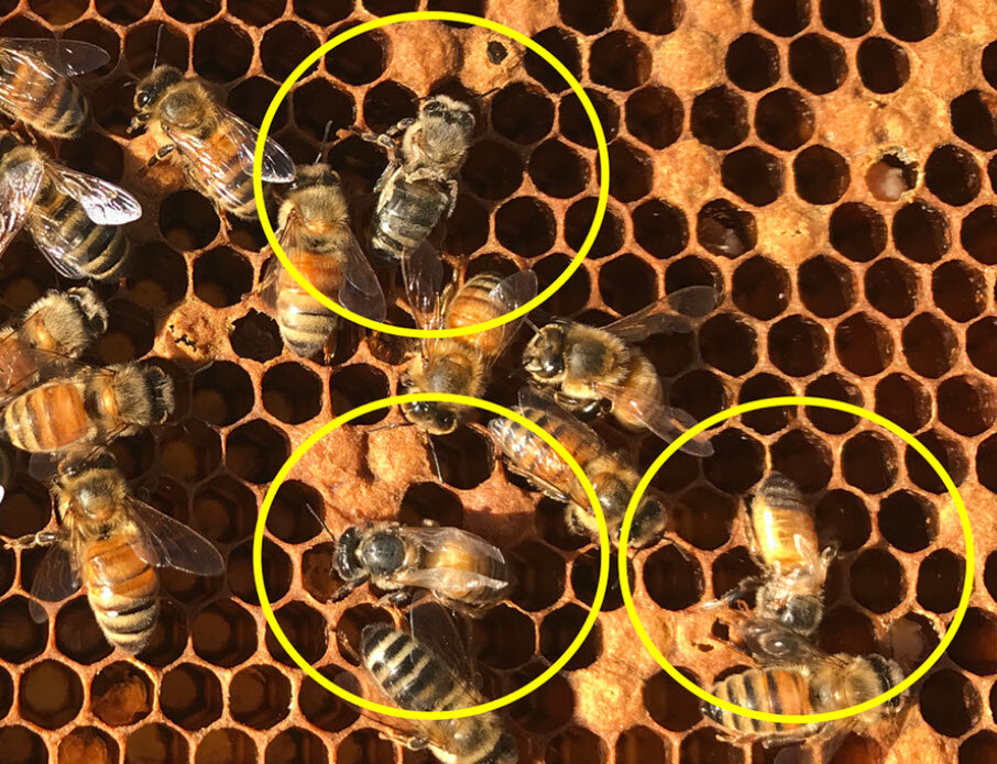 Bees with shriveled wings