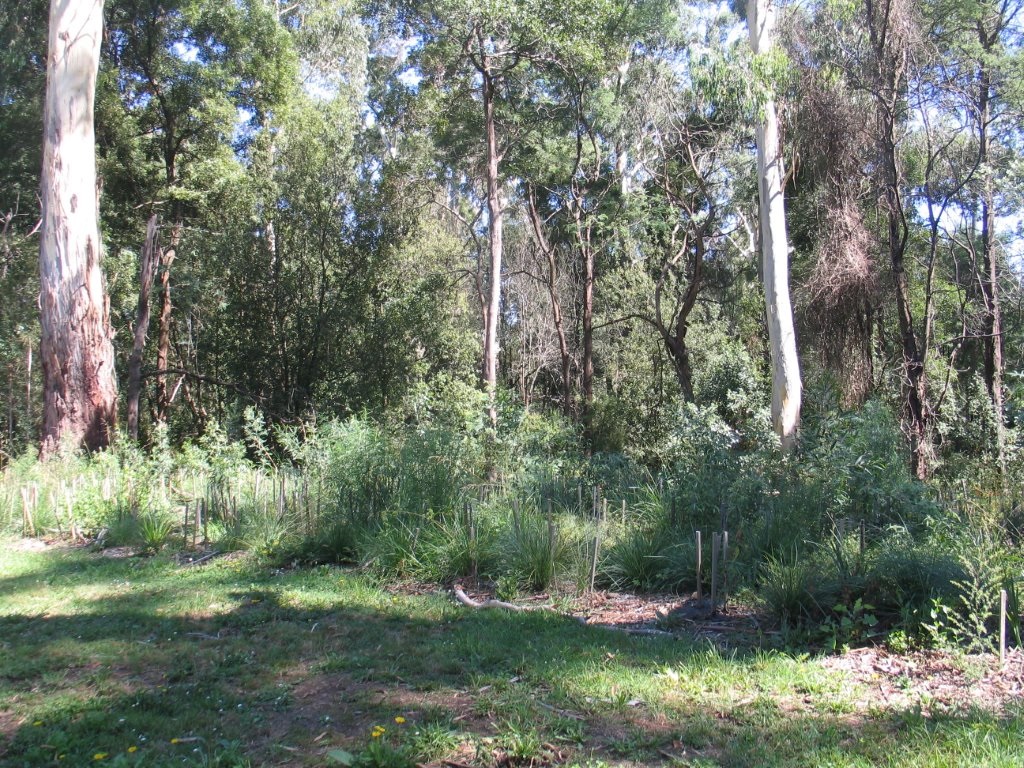 A section of our Trees for Mum site beside Badger Creek, just upstream from Healesville Sanctuary. This was planted in May 2014.