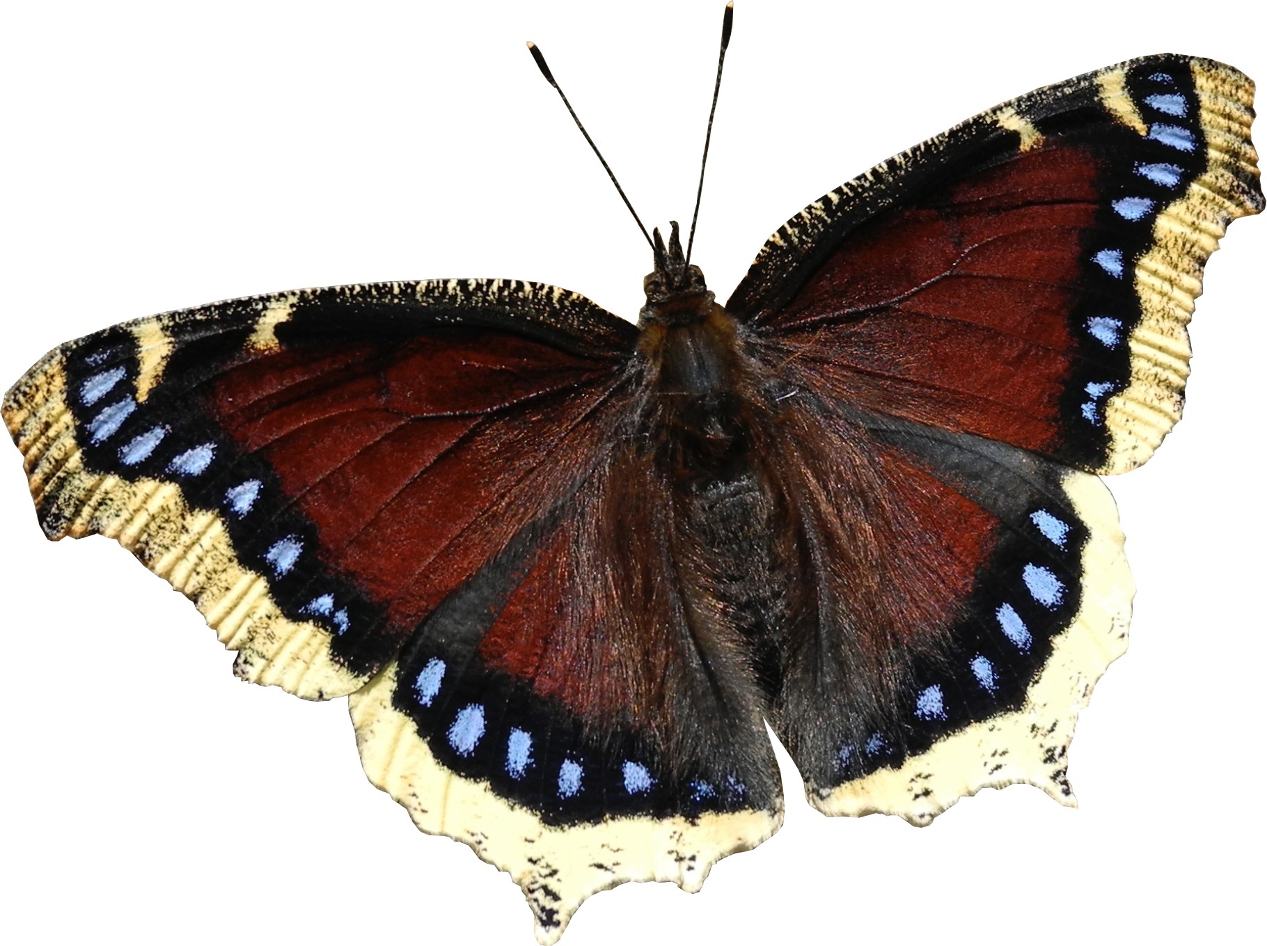 Massachusetts State Butterfly Survey